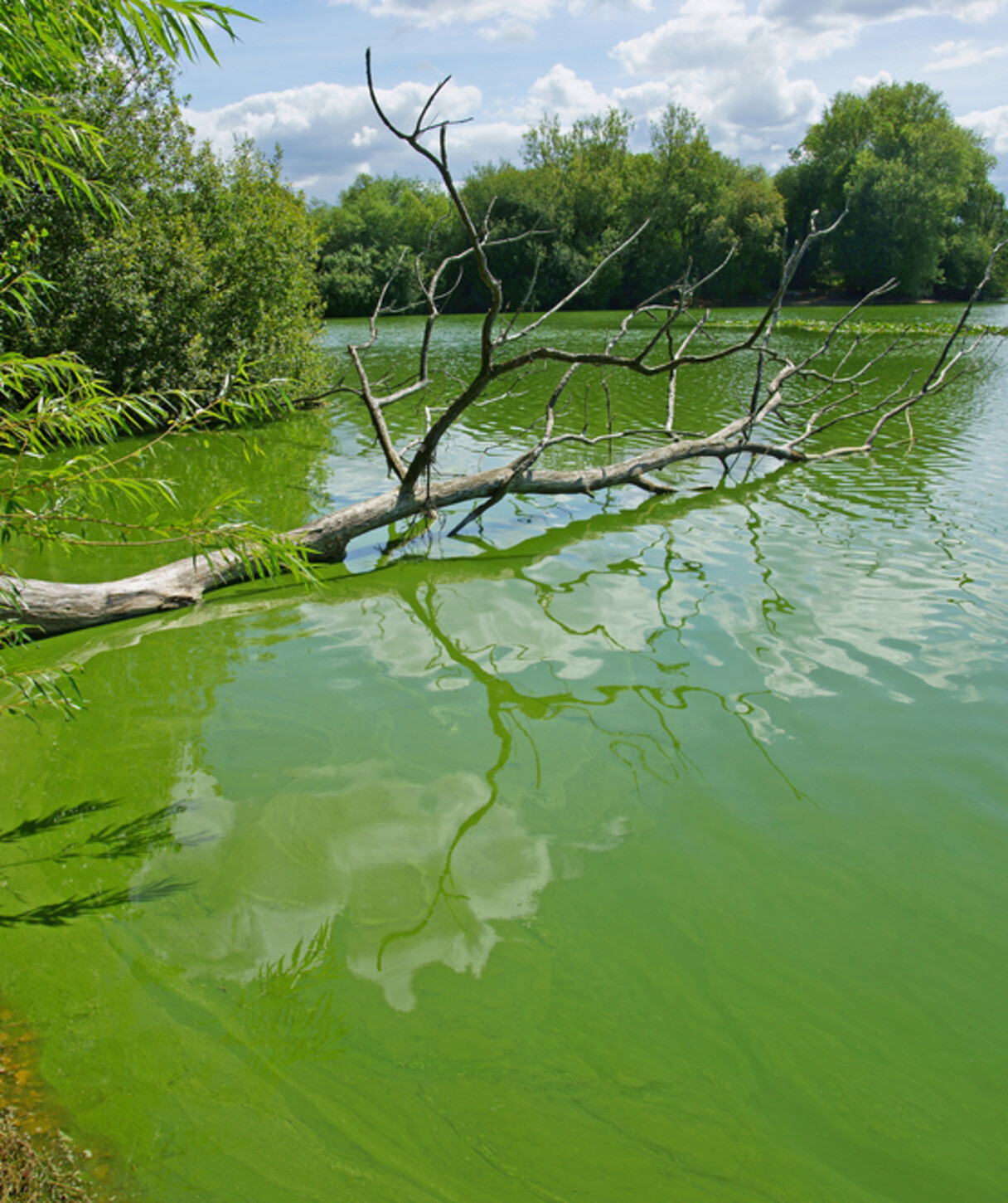 Blue-green algae or cyanobacteria become nuisance algae at high densities
